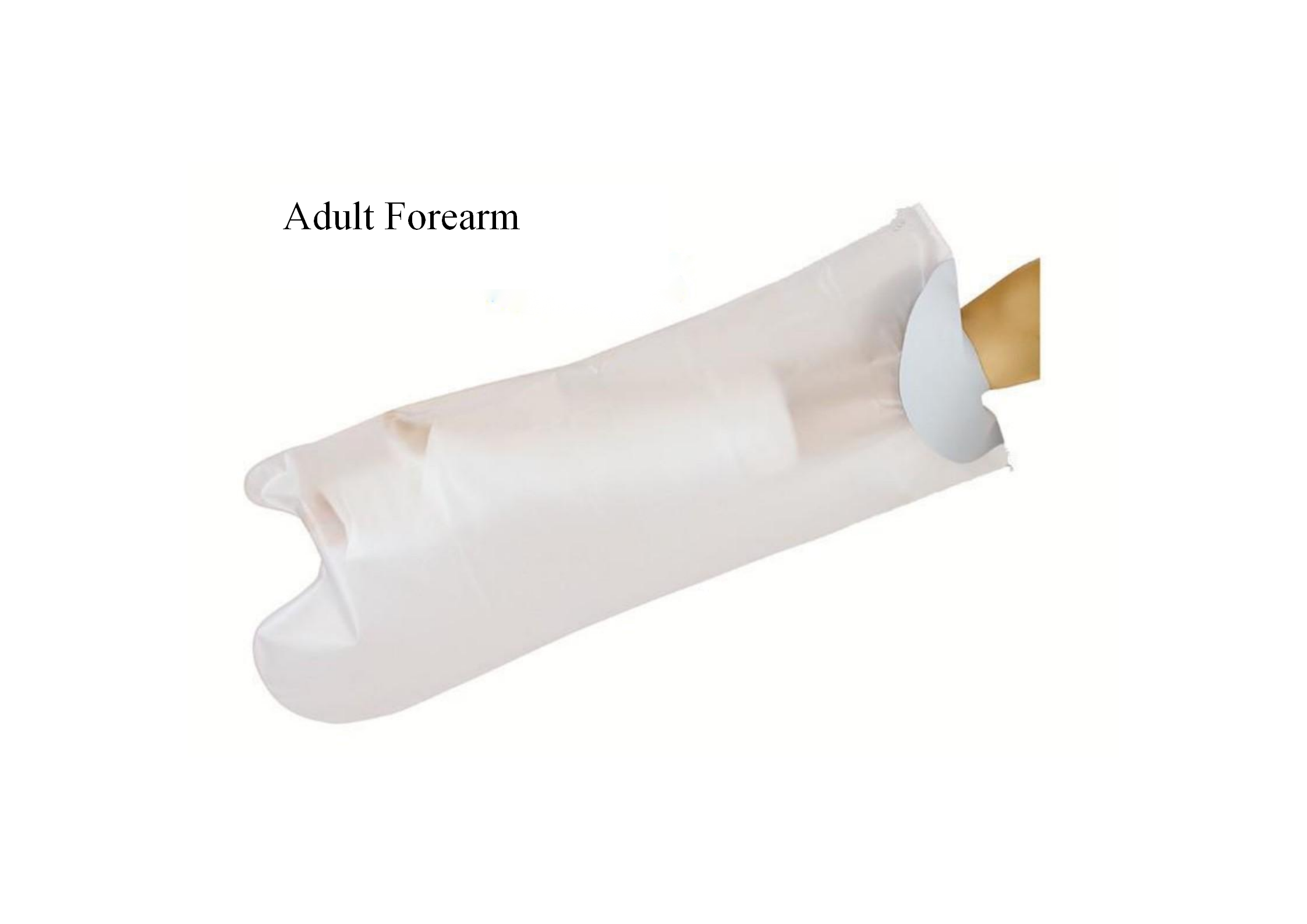 Adult Forearm